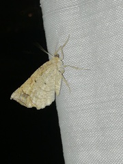 Antepione thisoaria