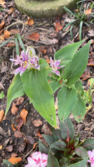 Tricyrtis formosana
