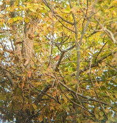 Haemorhous purpureus