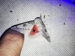 Syssphinx heiligbrodti