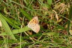 Lycaena phlaeas hypophlaeas