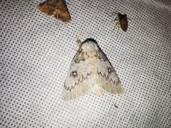 Syssphinx heiligbrodti