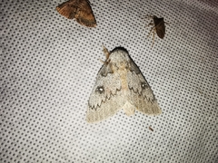 Syssphinx heiligbrodti