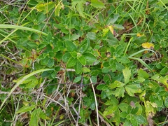 Rhododendron hirsutum