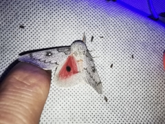 Syssphinx heiligbrodti