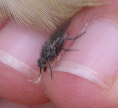Fucellia thinobia