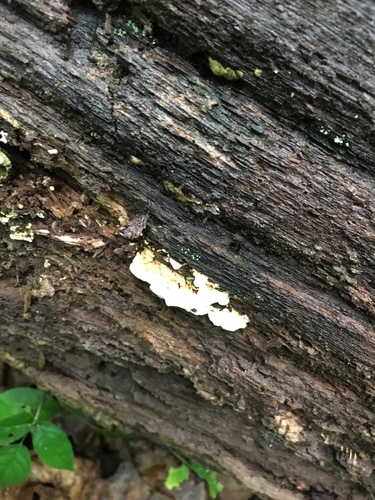 Hyphoderma definitum