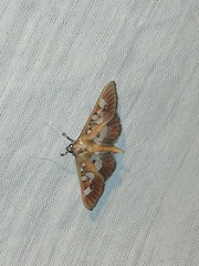 Phostria
