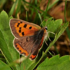 Lycaena phlaeas hypophlaeas