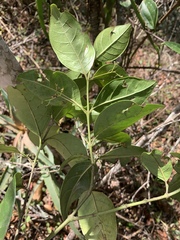 Cassinopsis tinifolia