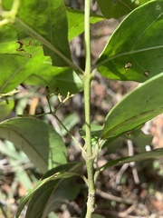 Cassinopsis tinifolia