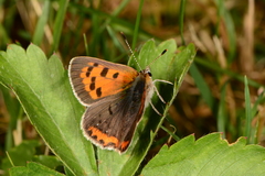 Lycaena phlaeas hypophlaeas