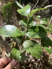 Cassinopsis tinifolia