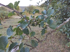 Alnus lusitanica