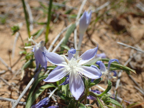 Image of Lapeirousia montana by (c) Mahomed Desai, some rights reserved (CC BY)