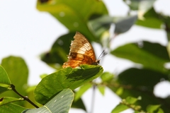 Charaxes bernardus