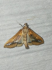 Diaphania fumosalis