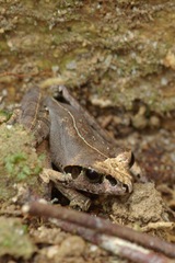 Aglyptodactylus chorus