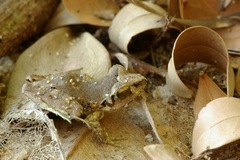 Aglyptodactylus chorus