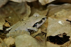 Aglyptodactylus chorus