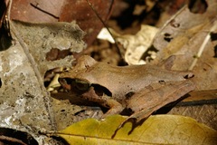 Aglyptodactylus chorus