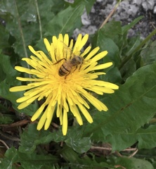 Apis mellifera