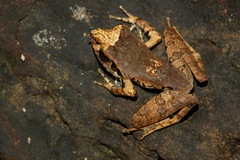 Aglyptodactylus chorus