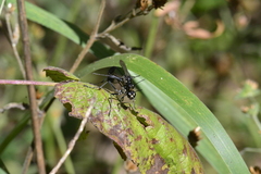 Eremnophila