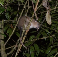 Brachytarsomys albicauda