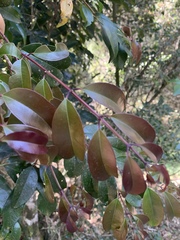 Syzygium gerrardii