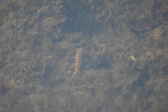 Neogobius melanostomus