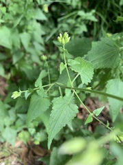 Fleischmannia incarnata