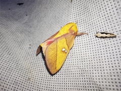 Syssphinx blanchardi