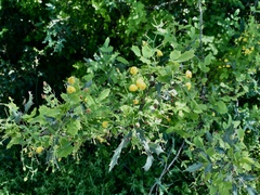 Berberis swaseyi