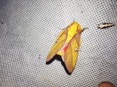 Syssphinx blanchardi