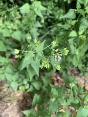 Fleischmannia incarnata