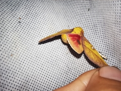 Syssphinx blanchardi