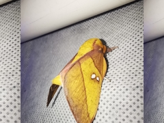 Syssphinx blanchardi