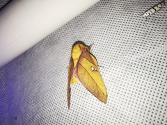 Syssphinx blanchardi