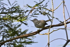 Herpsilochmus longirostris