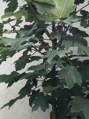 Acer pseudoplatanus