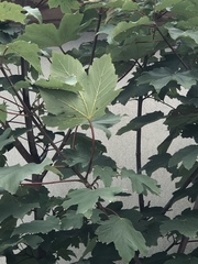 Acer pseudoplatanus