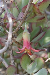 Cotyledon woodii