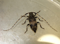 Leiopus linnei