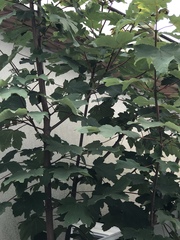 Acer pseudoplatanus