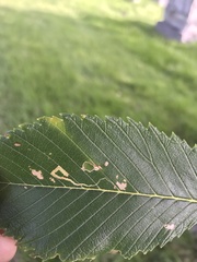 Stigmella multispicata