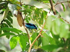Dacnis hartlaubi