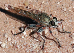 Proctacanthella