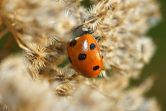 Coccinella septempunctata