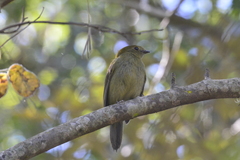 Antilophia galeata